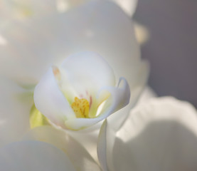 Fototapeta premium Soft image, white orchid