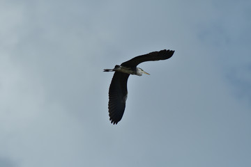 Heron isolated flying on the blue heaven 
