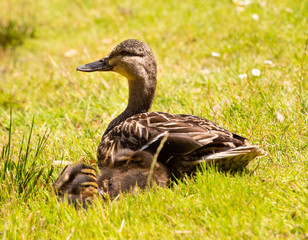 Duck sitting on the grass