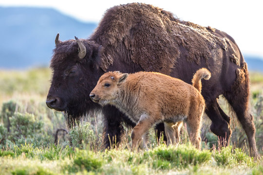 Bisonte femmina con cuccioli nel parco nazionale di Yellowstone in Wyoming, Stati Uniti d'America