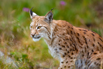 Naklejka na ściany i meble Focused eurasian lynx hunting in forest at summer