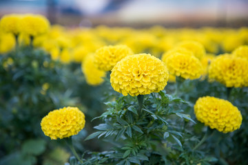 Marigold in the garden of Thailand, Yellow flower.