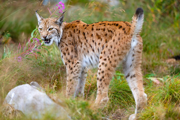 Naklejka na ściany i meble Eurasian lynx showing teeths in forest at summer