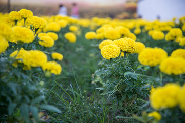 Marigold in the garden of Thailand, Yellow flower.
