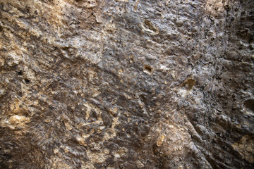 Tropical tree bark texture photo. wooden bark background. Old grungy forest tree with natural ornament.
