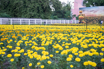 Obraz premium Marigold in the garden of Thailand, Yellow flower.