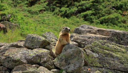 Alpine marmot in the wilderness of the Ötztal mountains in Tyrol, Austria.