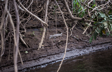 Wild baby crocodile - only a few days old - rests on a mud bank by the side of the river in its natural habitat in Costa Rica