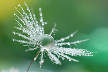Obraz premium Wodna kropla na dandelion ziarnie w lato ogródzie. Ekstremalne powiększenie z selektywnym skupieniem