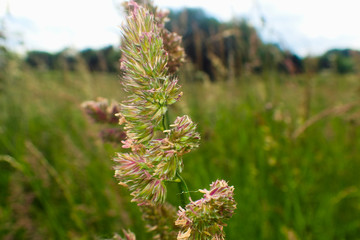 Close up of a plant overlooking a field.