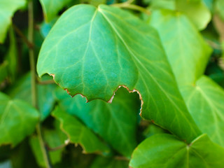 Close up of ivy on a wall.