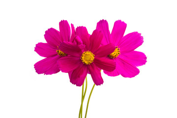 red cosmos flowers isolated