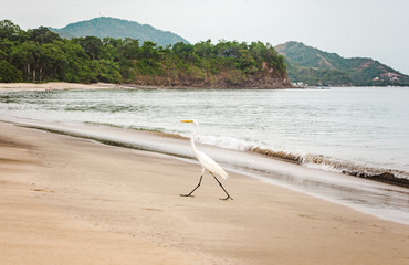 Wild white egret walks along the empty beach of Playa Potrero, Guanacaste Costa Rica