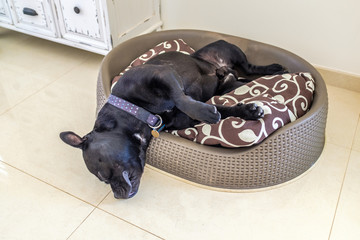 black staffordshire bull terrier dog asleep in a plastic bed with cushion. His head is hanging over...