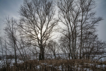 winter steppe. River Sosna. Downy Poplar. Swamp Poplar.