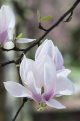 Magnolia
