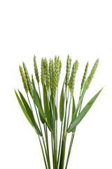 green ears of wheat isolated