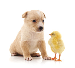 Puppy and chicken.