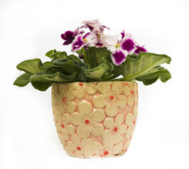 Rare bordo and white edge senpolia flowers in the pot on white background. Isolated white.