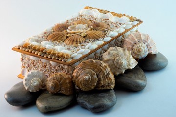 around the box shells on the stones