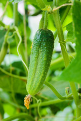 Young green cucumber