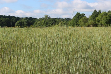 Crops grow in the fields