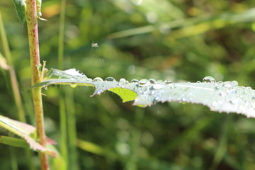  Droplets of water are on the grass after the rain