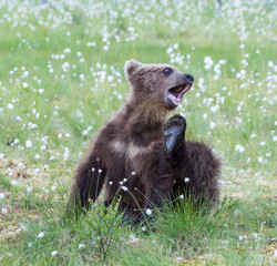 bear cub playing with his foot