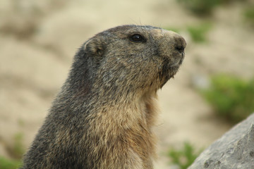 portrait d'une marmotte dans les alpes en france