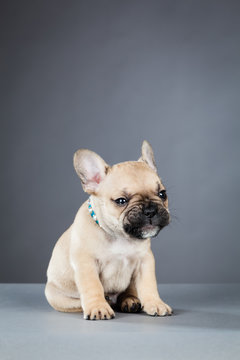 French Bulldog Puppy Looking to the Right, Wearing Bright Blue Collar
