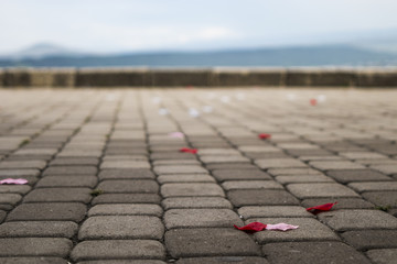 Fototapeta premium rose petals
