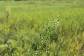 Grass grows in a meadow