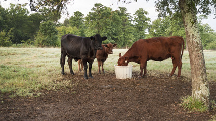 Naklejka na ściany i meble Cattle with mineral tub, cow eating mineral supplements