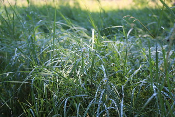 Obraz premium Droplets of water are on the grass after the rain