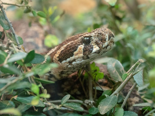 Python (Python)