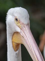 American White Pelican (Pelecanus erythrorhynchos)