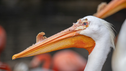 American white pelican (Pelecanus erythrorhynchos)