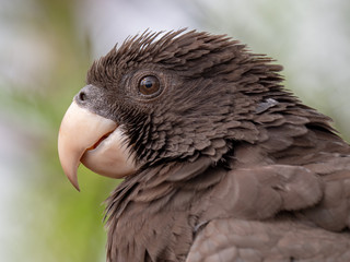 Greater Vasa Parrot (Coracopsis Vasa)