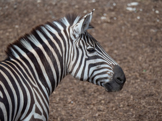 Fototapeta na wymiar Plains zebra or Burchell's Zebra (Equus quagga)