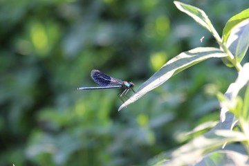 Libellule