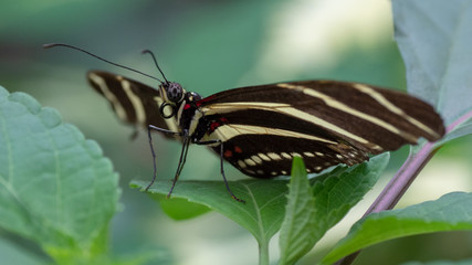 Zebra Longwing (Heliconius charithonia)