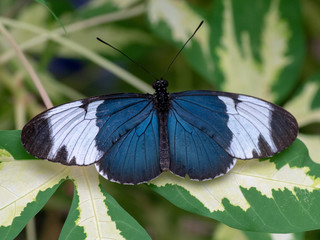  Sapho Longwing (Heliconius sapho)
