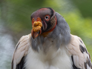 King vulture (Sarcoramphus papa)
