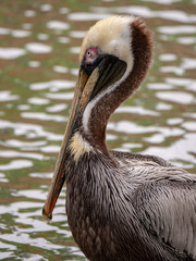 Brown Pelican (Pelecanus occidentalis)
