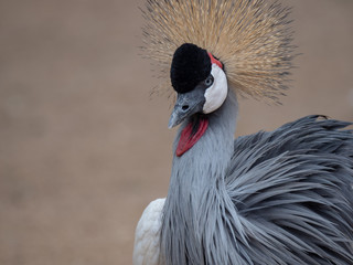 Grey Crowned Crane (Balearica regulorum)