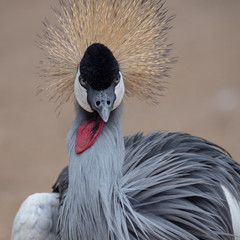 Fototapeta premium Grey Crowned Crane (Balearica regulorum)