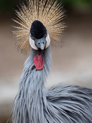 Fototapeta premium Grey Crowned Crane (Balearica regulorum)