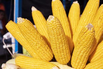 Yellow corn on stick. Boiled corn for sale. Sweetcorn streetfood. Summer street food closeup photo. Organic food shop.