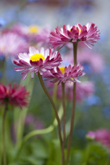 Stokrotki © Elżbieta