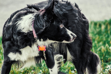 American Border Collie Dog